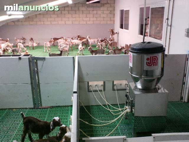 Mil Anuncios Com Automatic Lamb Feeder Feeding Calf Autom