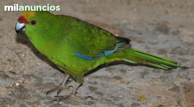 Animales Ornamentales Animales Ornamentales