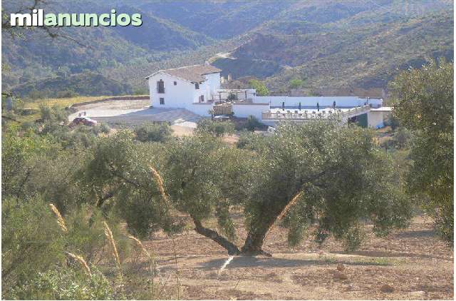 MIL ANUNCIOS.COM - Alquiler cortijo rural rio frio en Loja