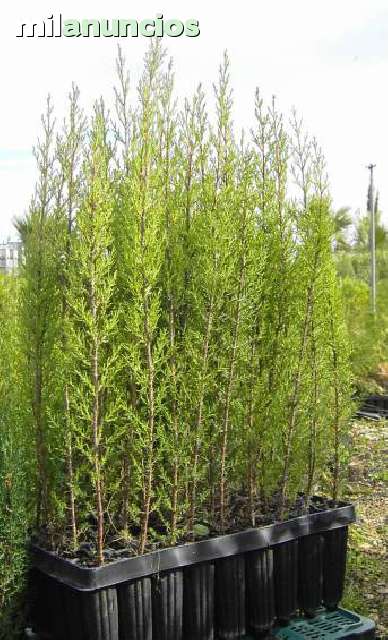 40 Semi Di Jacaranda Mimosifolia - Albero Da Fiore Viola Per Giardino - Foto 4