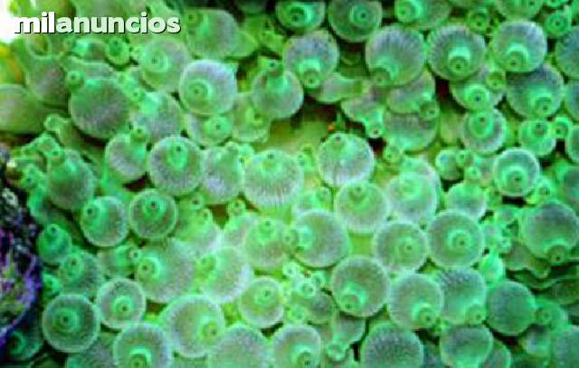 anemona nombre cientifico anemona nombre cientifico