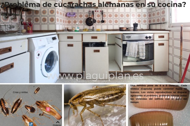 Mil Anuncios Com Solucion Problema Cucarachas En Cocina