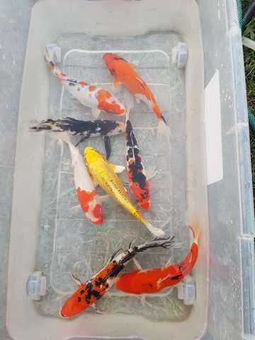 colegio carga prefacio MIL ANUNCIOS.COM - Peces agua fría Segunda mano y anuncios clasificados Pag(5) colegio carga prefacio MIL ANUNCIOS.COM - Peces agua fría Segunda mano y anuncios clasificados Pag(5)