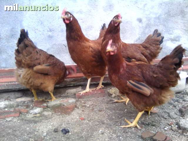 MIL ANUNCIOS.COM - Vendo 4 gallinas