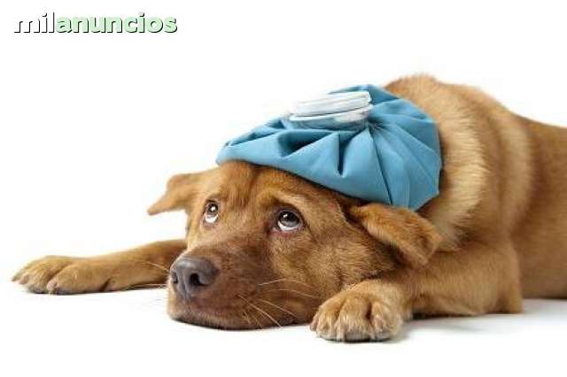 veterinario barato near me