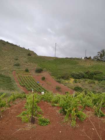 MIL ANUNCIOS.COM - Los naranjeros, lomo colorado. en Tacoronte