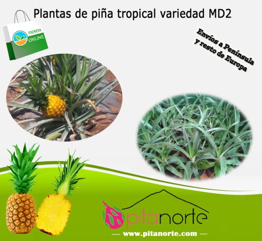 Mil Anuncios Com Plantas En Tenerife Venta De Plantas De