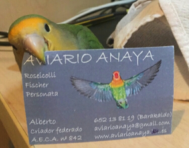 Mil Segunda Anuncios Y Fauna com Box Anuncios Mano Clasificados PkiuOwXZT