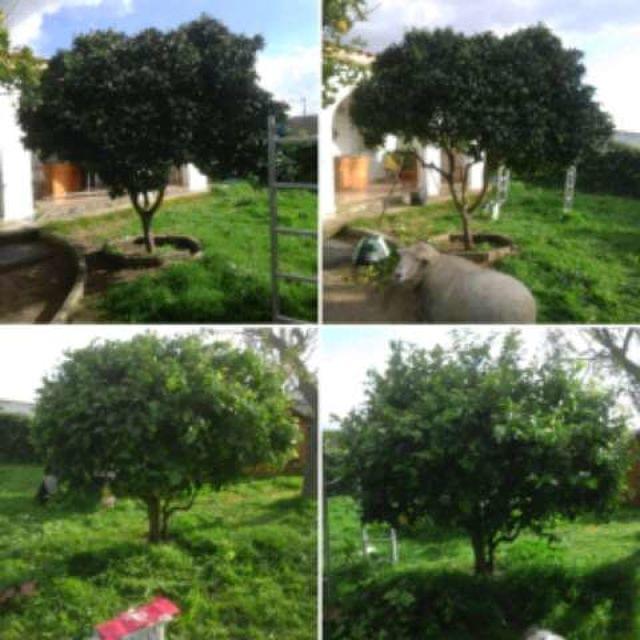 MIL ANUNCIOS.COM - Jardinero Cesped setos