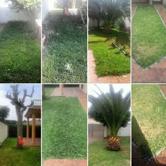 MIL ANUNCIOS.COM - Jardinero Cesped setos