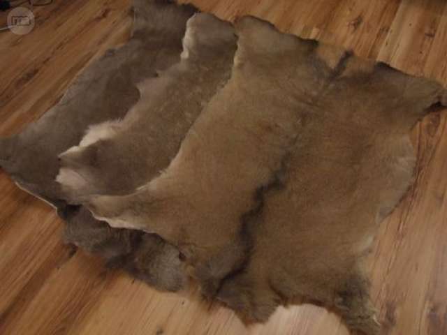 MIL ANUNCIOS.COM Alfombra jabali Segunda mano y anuncios Cómo curtir pieles de ovejas | Pieles de animales, Alfombras