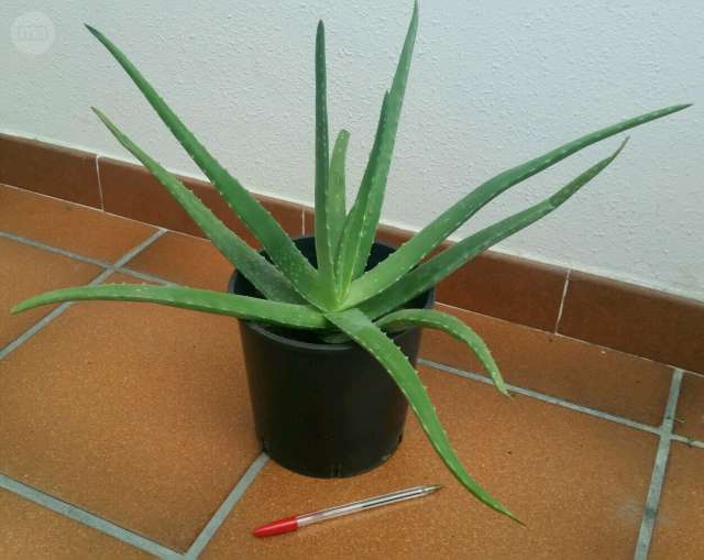MIL Aloe vera medicinal. GRANDE