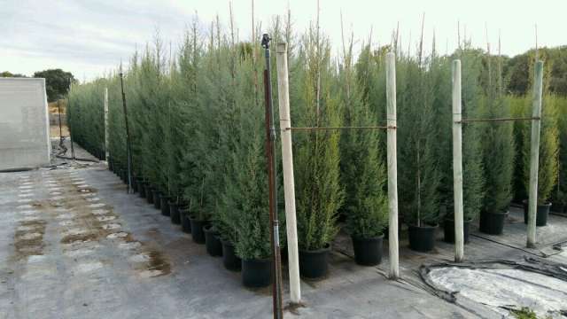 MIL ANUNCIOS.COM - Cipreses,arizonica,leylandii.encina,seto