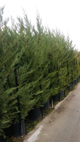 MIL ANUNCIOS.COM - Cipreses,arizonica,leylandii.encina,seto