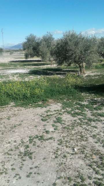 MIL ANUNCIOS.COM - Entrada chimeneas en Chimeneas