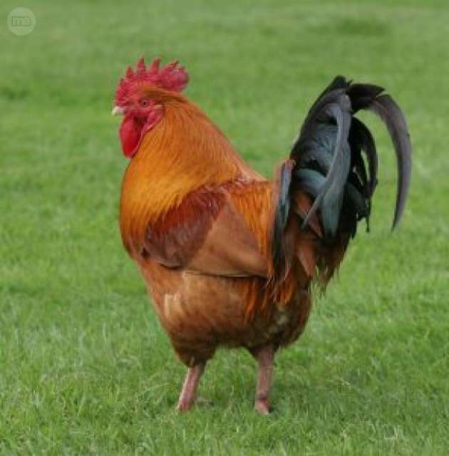 Mil Anuncios Com Gallo Capon Segunda Mano Y Anuncios Clasificados Los que queran dormir, no por cansancio sino por nostalgia de los sueos, recurrieron a toda clase de mtodos agotadores. mil anuncios com gallo capon segunda