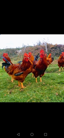 Qrbr1p6jwvq9km Encontre este pin e muitos outros na pasta roosters and chickens de sue jackson. https www milanuncios com anuncios gallo capon htm