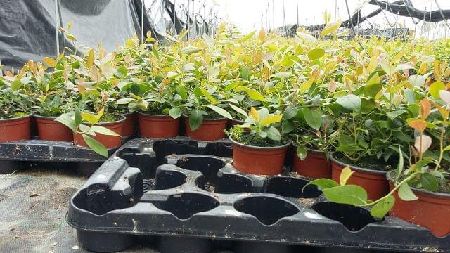 MIL ANUNCIOS.COM - Vivero plantas arandanos