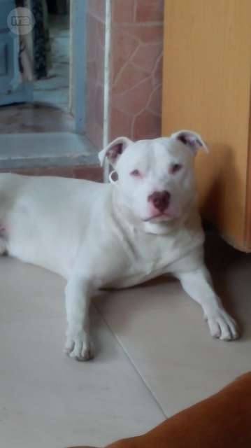 Red nose pitbull blanco
