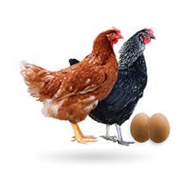 MIL ANUNCIOS.COM - Gallinas ponedoras rojas de puesta
