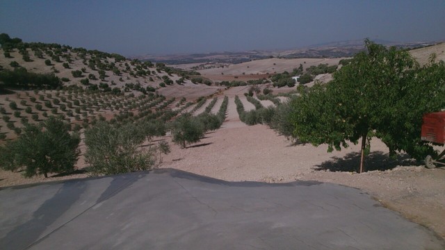 Mil Anuncios Com Finca De Olivar En Arcos De La Frontera En Arcos De La Frontera