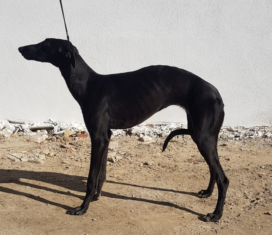 Perros Que Se Regalen En Salamanca