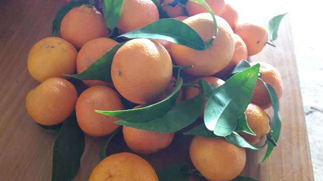 MIL ANUNCIOS.COM Naranjas. Mayoristas naranjas en MIL ANUNCIOS.COM Anuncios de compra de naranjas para zumo