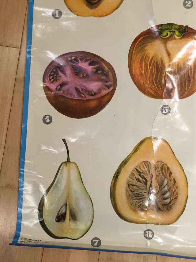 MIL ANUNCIOS.COM - Lámina Botánica Frutos carnosos nº 11