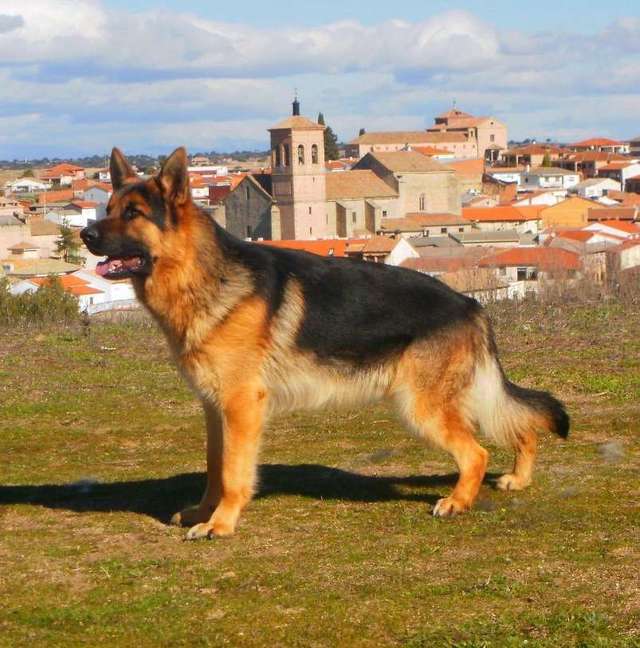 Cuanto Cuesta El Pedigree De Un Perro En España