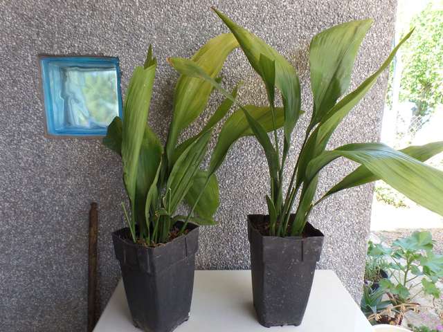 Mil Anuncios Com Aspidistra Elatior Hojas Grandes Largas