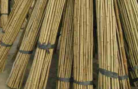 Cañas de bambu precios Cañas de bambu precios