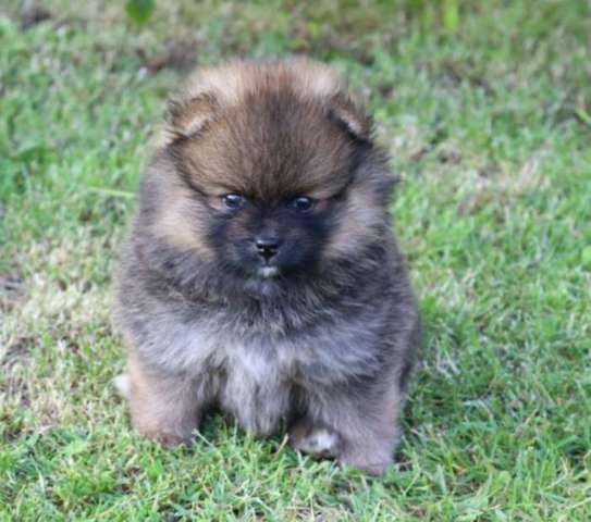 Cute Pomerania Toy Blanco Y Negro