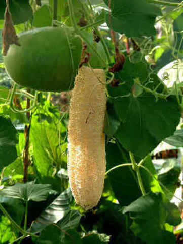 Mil Anuncios Com Esponja Vegetal 20 Semillas