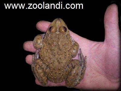 hoplobatrachus occipitalis hoplobatrachus occipitalis