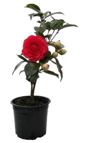 Milanuncios - Camellia roja Eugenia de Montijo (4,40 )