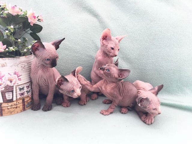 MIL ANUNCIOS.COM - Sphynx