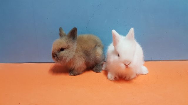 Mil Anuncios Com Coneja Angora Segunda Mano Y Anuncios Clasificados Pag 5