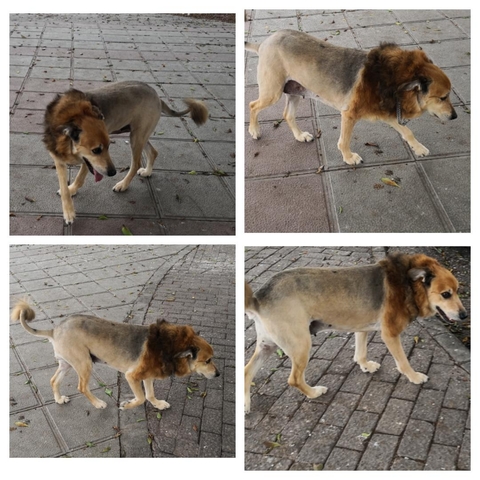 MIL ANUNCIOS.COM Ropa perro. Compra venta de perros ropa MIL ANUNCIOS.COM Abrigos para perros Segunda mano y