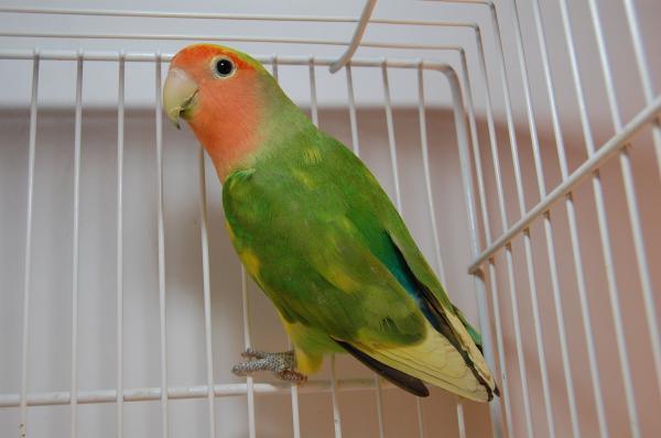 MIL ANUNCIOS.COM - Venta de agaporni