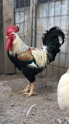 MIL ANUNCIOS.COM - Huevos Gallina Murciana