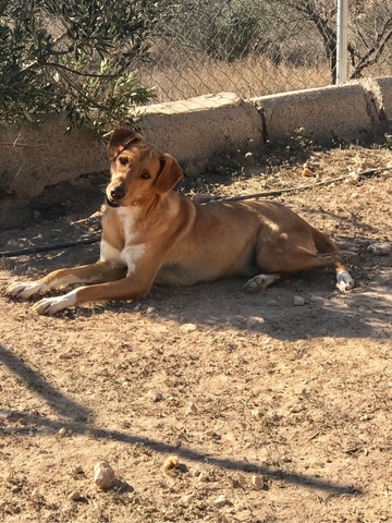 Mil Anuncios Com Cachorros Anuncios De Perreras Cachorros En Barcelona Cuidadores De Perros Cachorros En Barcelona