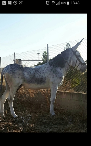 MIL ANUNCIOS COM Yeguas Burros Yeguas Venta De Venta De
