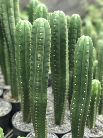 MIL ANUNCIOS.COM - Cactus de san.pedro