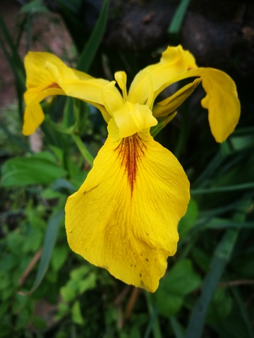 Mil Anuncios Com Lirio De Agua Amarillo Iris Pseudacor