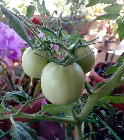 MIL ANUNCIOS.COM - Plantas de tomates , pimientos, berenjen