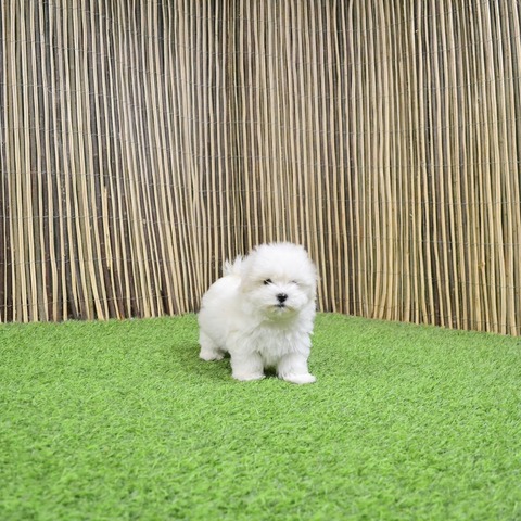 Mil Anuncios Com Cachorros Bichon Maltes Compra Venta De Bichones Malteses Cachorros Bichon Maltes En Valencia Anuncios Con Fotos De Bichones Malteses Cachorros Bichon Maltes En Valencia Perros Bichon Maltes Cachorros Bichon Maltes