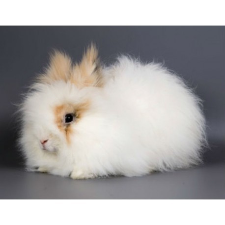 Mil Anuncios Com Conejo Angora Ingles