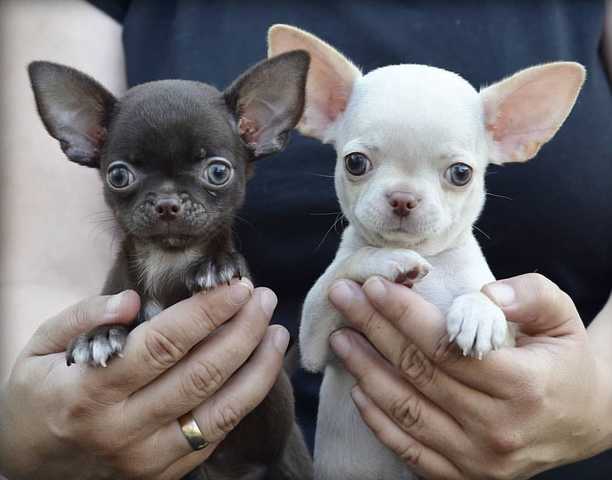 toy chihuahuas for sale