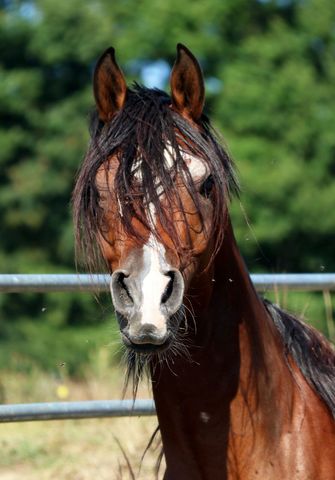 Mil Anuncios Com Arabe Egipcio Compra Venta De Caballos Arabe Egipcio Anuncios Con Fotos De Caballos Comprar Un Caballo Todas Las Razas De Caballos