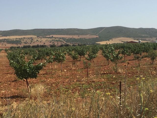 MIL Los Pozuelos en Los Pozuelos de Calatrava